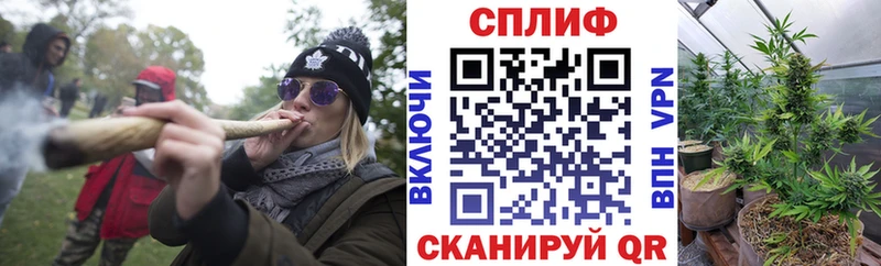 Каннабис планчик  наркотики  Почеп 